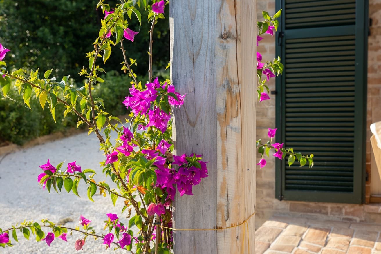 Bougainvillea bij Casa Raffaela