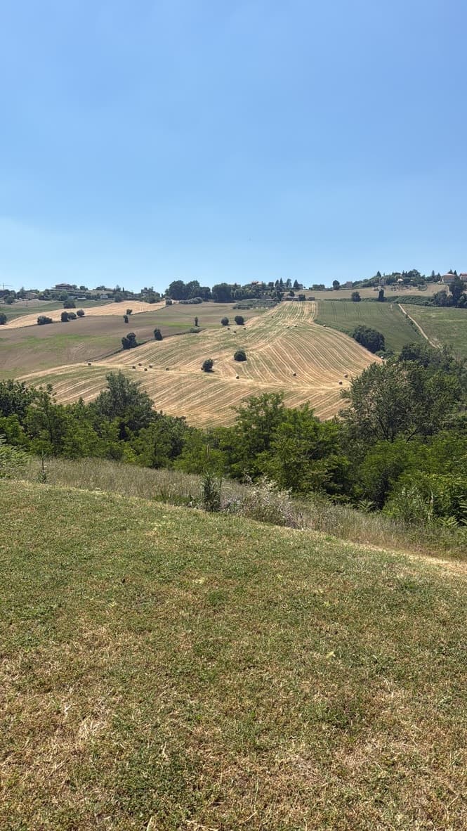 Glooiend Marchigiaans landschap met heuvels en akkers rond Casa Raffaela