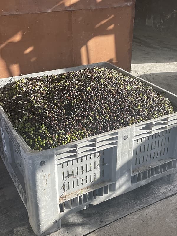 Kist met vers geoogste olijven van Casa Raffaela